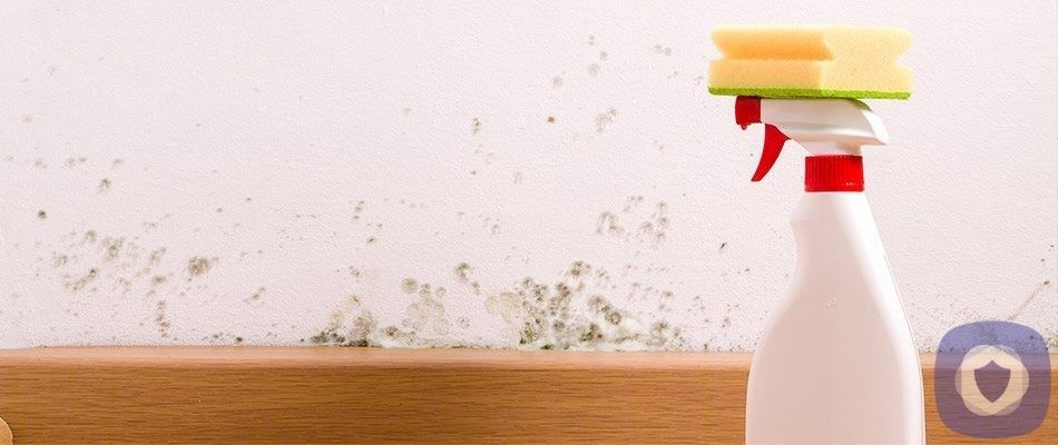 Everything You Need to Know About Black Mold