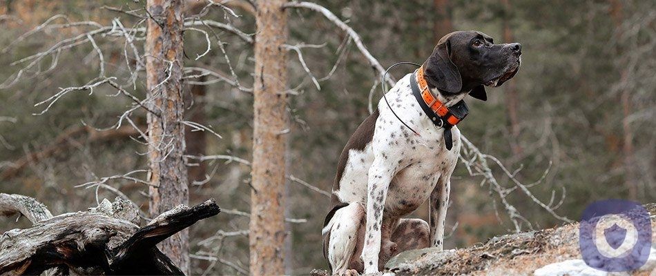 The Best Pet GPS Trackers and Collars