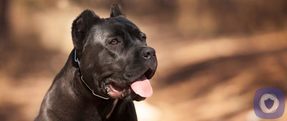 Can a Dog Be Part of Your Home Security?