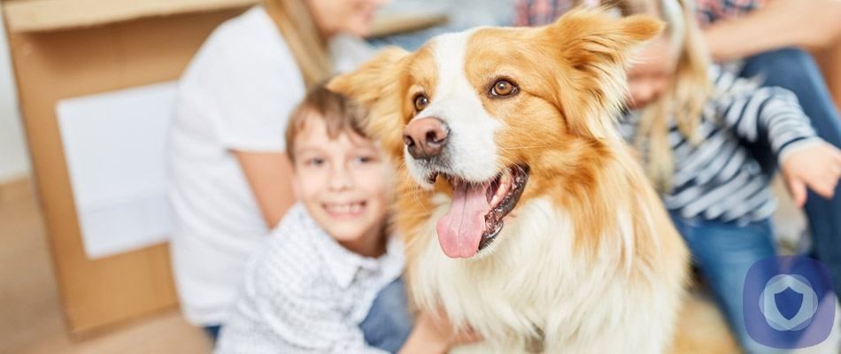 The 5 Best Pet Cameras of 2023