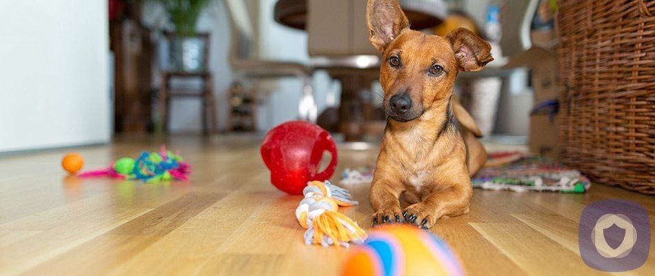Keep Your Pet From Triggering A False Alarm
